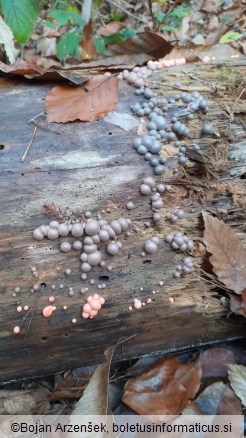 Lycogala epidendrum