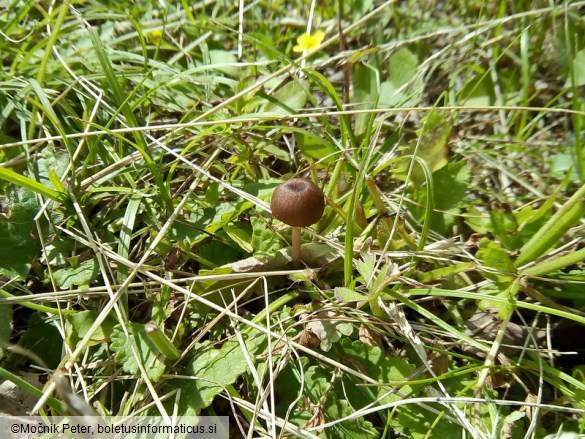 Entoloma anatinum