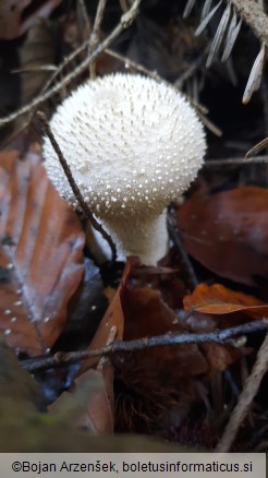 Lycoperdon perlatum