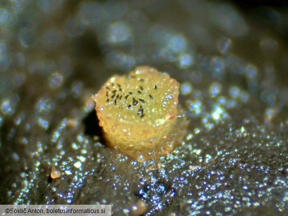 Ascobolus perplexans