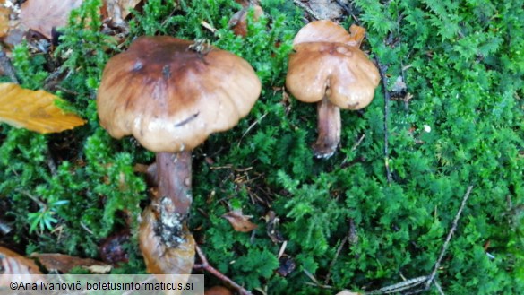 Tricholoma pessundatum