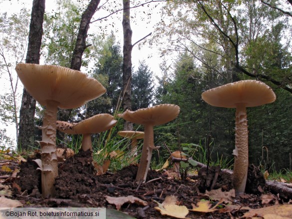 Amanita spadicea