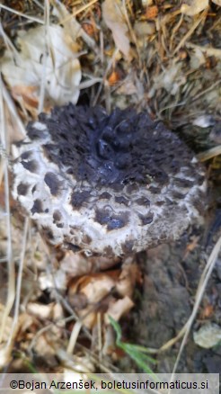 Strobilomyces strobilaceus