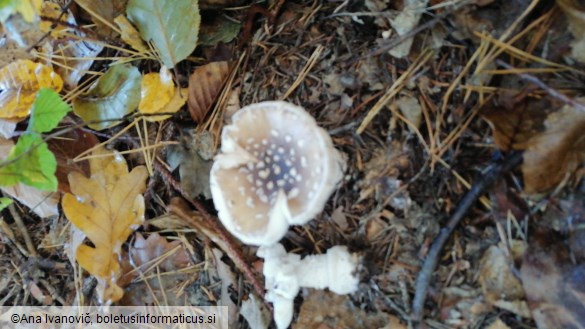 Amanita pantherina