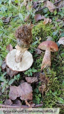 Leccinum versipelle