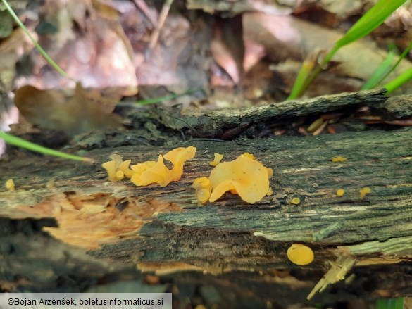 Guepiniopsis buccina