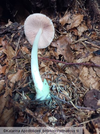 Volvariella murinella