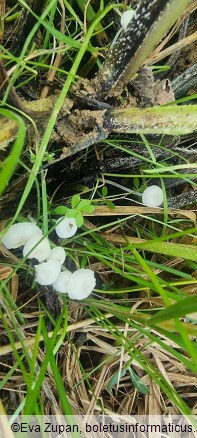 Hemimycena candida