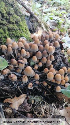 Psathyrella multipedata