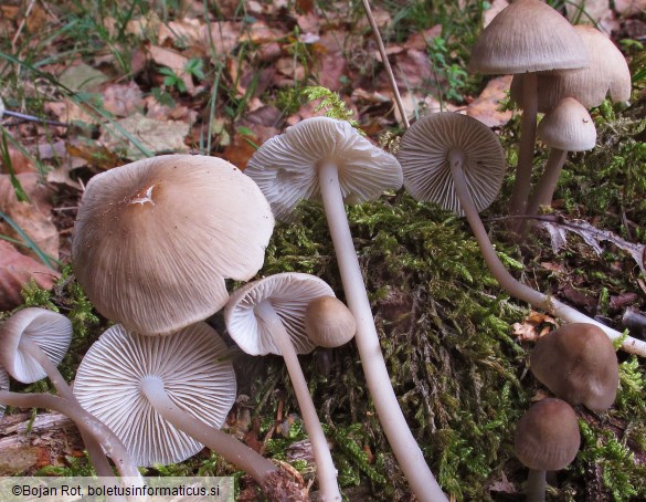 Mycena galericulata