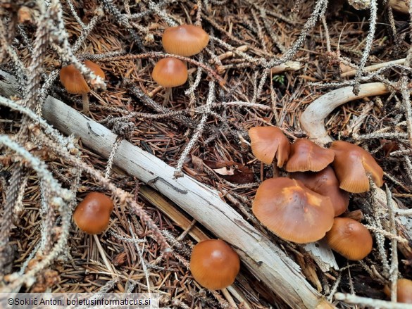 Psilocybe medullosa