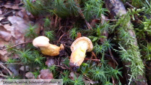 Cantharellus amethysteus