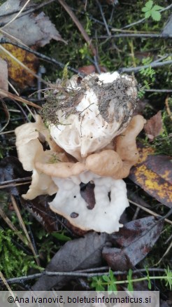 Helvella crispa