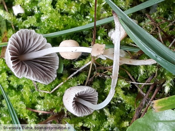 Coprinellus disseminatus