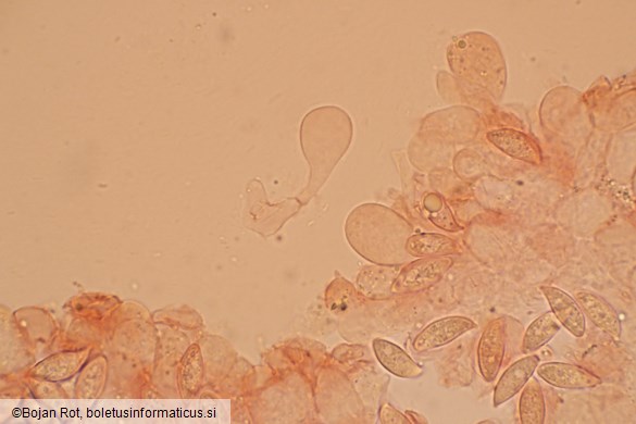 Lepiota oreadiformis