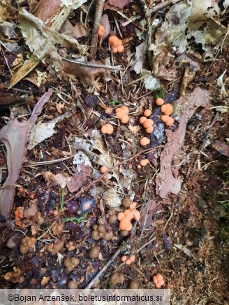 Lycogala epidendrum