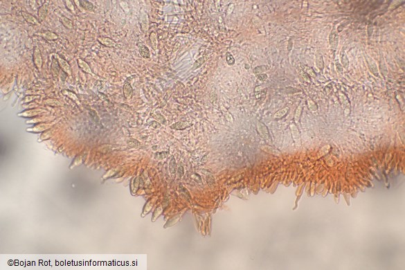 Lactocollybia cycadicola