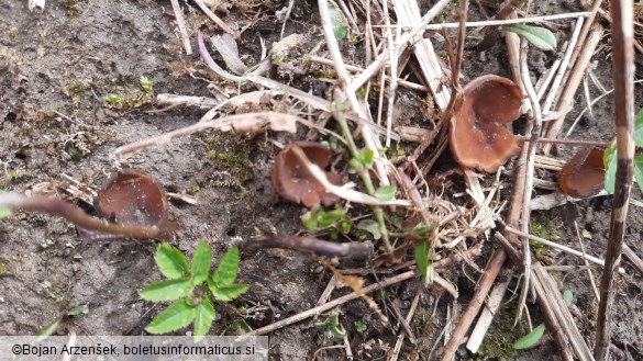 Dumontinia tuberosa