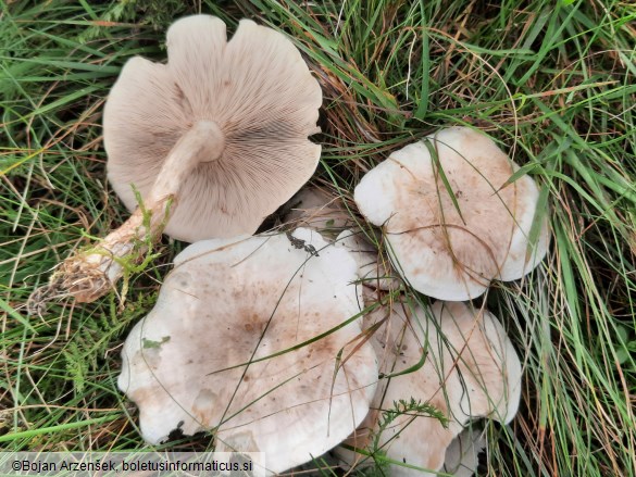 Clitocybe fasciculata