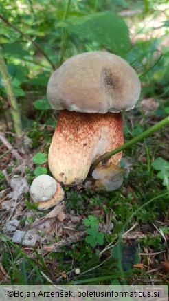 Boletus luridus