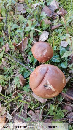 Leccinum versipelle