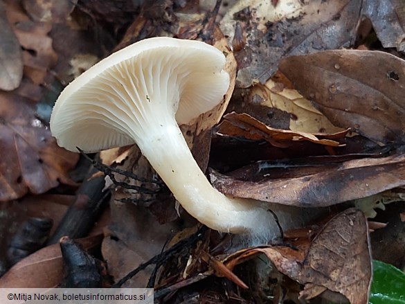 Clitocybe phaeophthalma