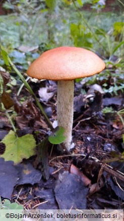 Leccinum rufum