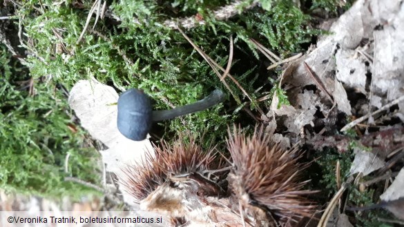 Entoloma nitidum