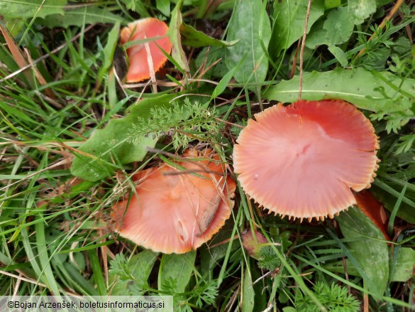 Hygrocybe coccinea