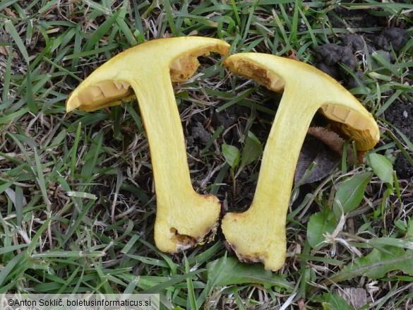Cortinarius splendens