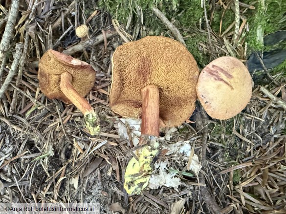 Chalciporus piperatus