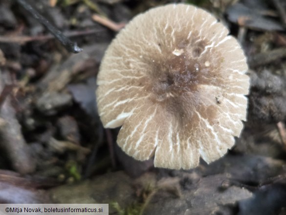 Pluteus dietrichii