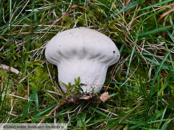 Lycoperdon pratense