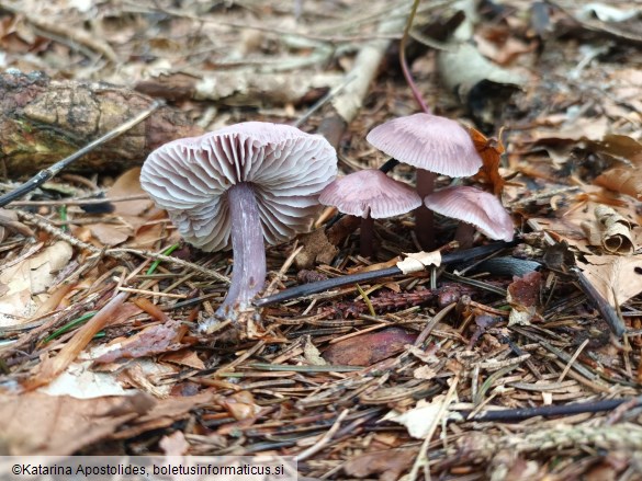 Mycena pura