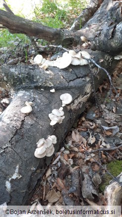 Pleurotus pulmonarius