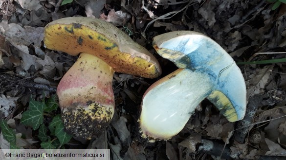 Boletus fechtneri