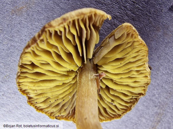 Callistosporium elaeodes