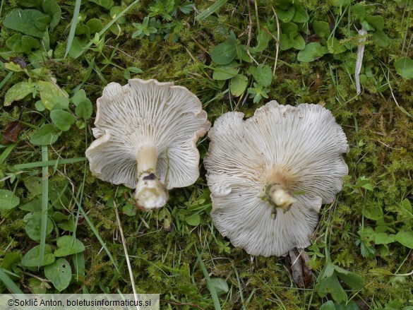 Infundibulicybe costata