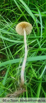 Galerina clavata