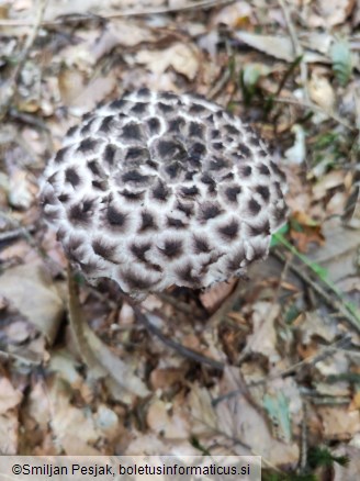 Strobilomyces strobilaceus