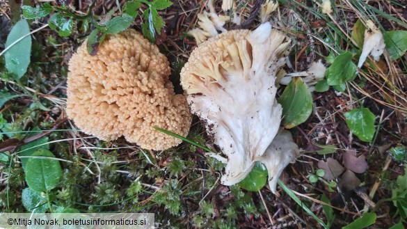 Ramaria flava
