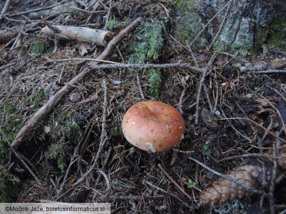 Russula paludosa