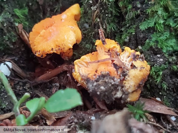 Cantharellus friesii