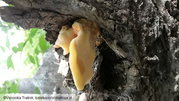 Laetiporus sulphureus