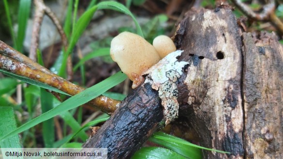 Crepidotus calolepis