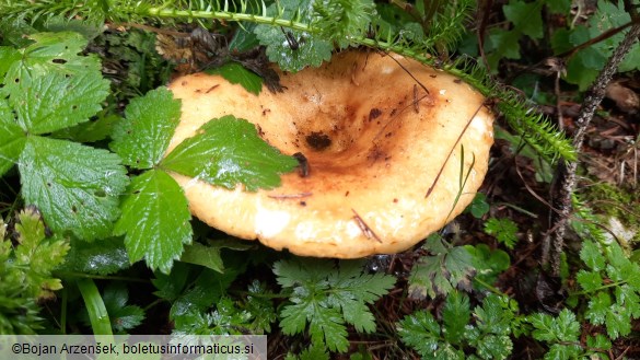 Lactarius scrobiculatus