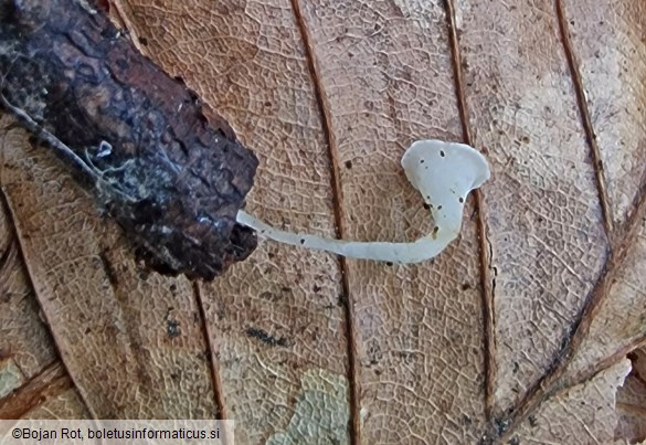 Clavicorona taxophila
