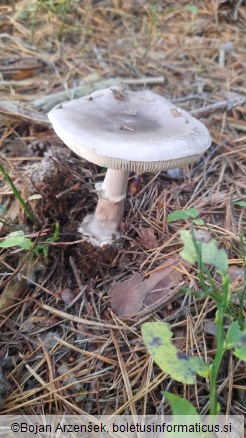 Amanita porphyria