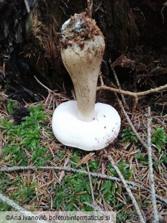 Tylopilus felleus