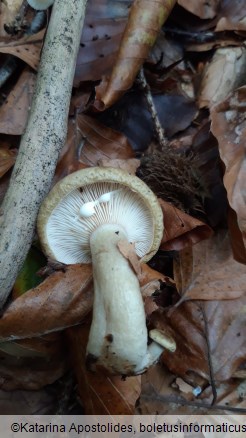 Lactarius blennius